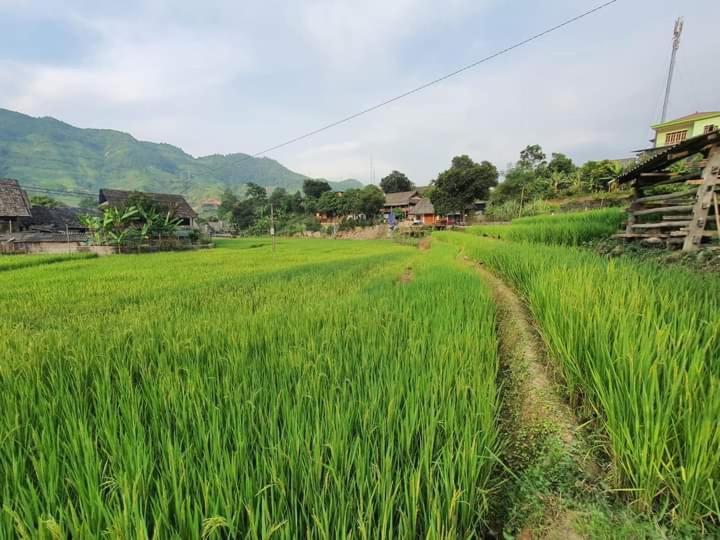 Organic Farm Homestay 사파 외부 사진