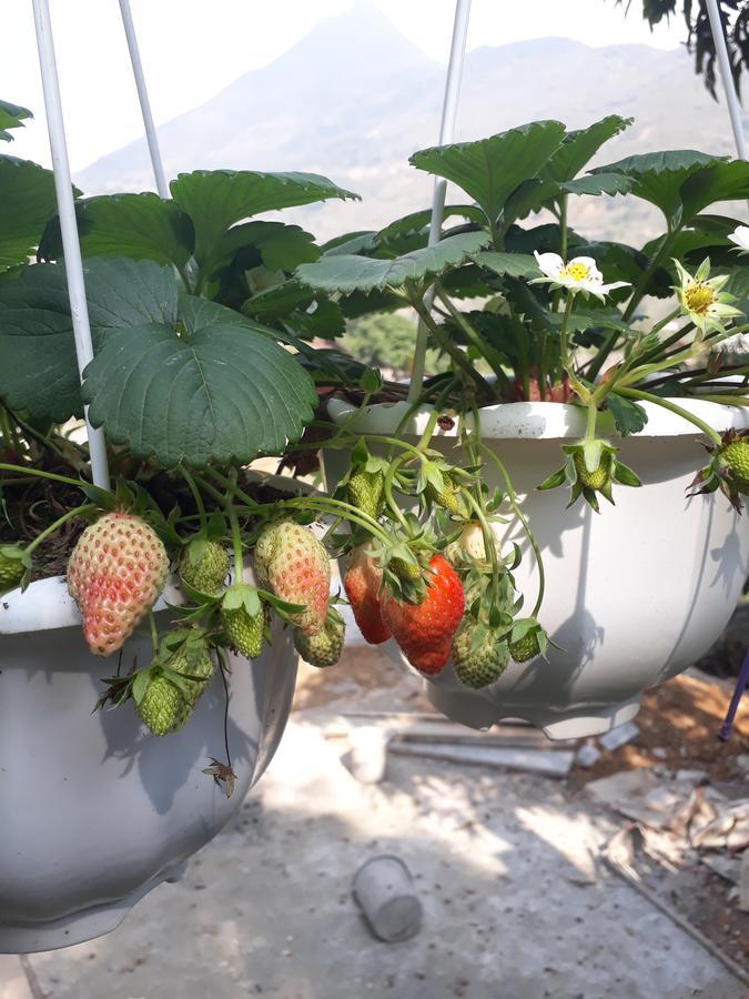 Organic Farm Homestay 사파 외부 사진